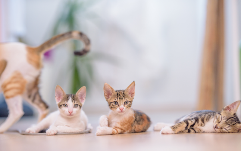 Autores de la Base de datos sobre Registros de Parásitos de Gatos en México