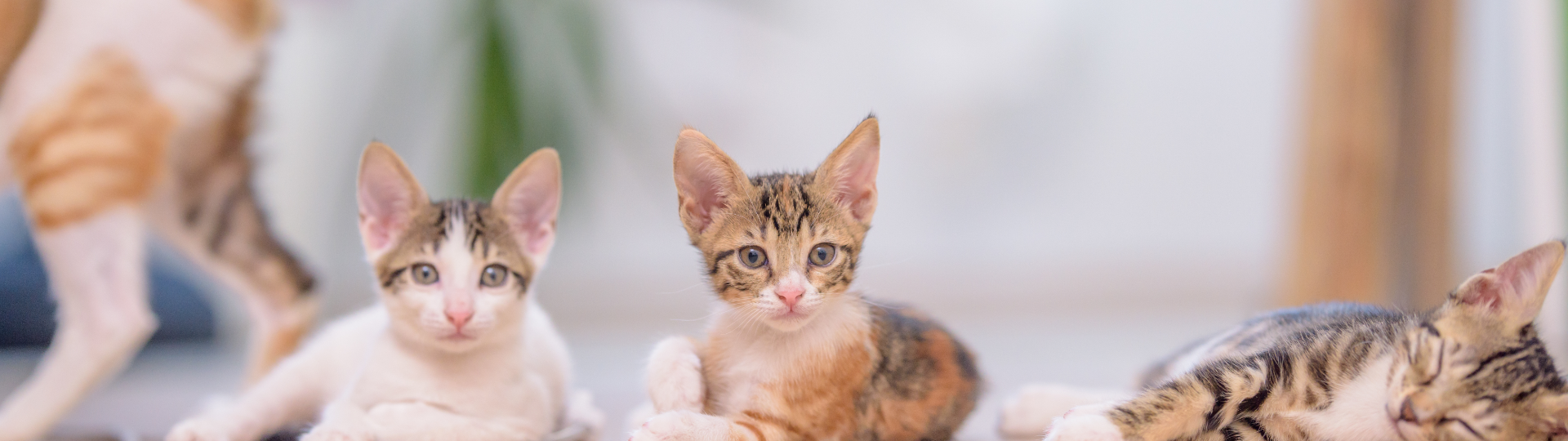 Autores de la Base de datos sobre Registros de Parásitos de Gatos en México