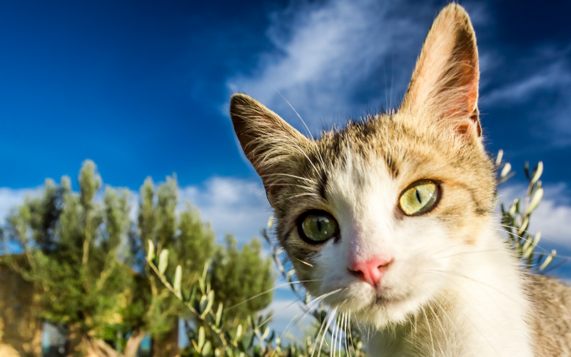 Base de datos sobre Registros de Parásitos de Gatos en México