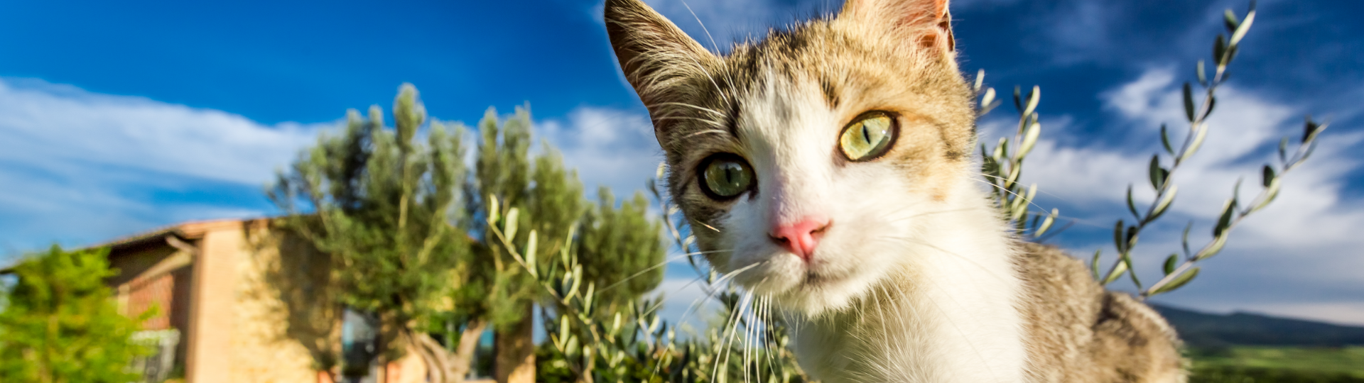 Base de datos sobre Registros de Parásitos de Gatos en México